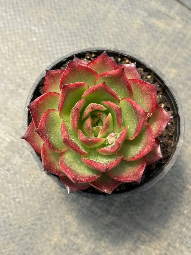 10#观岳楼多肉植物 前男友精品多肉 SM0396