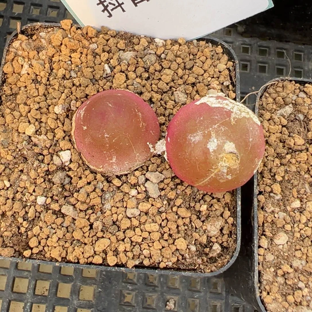 9-153量拍灯泡母本一颗。多肉