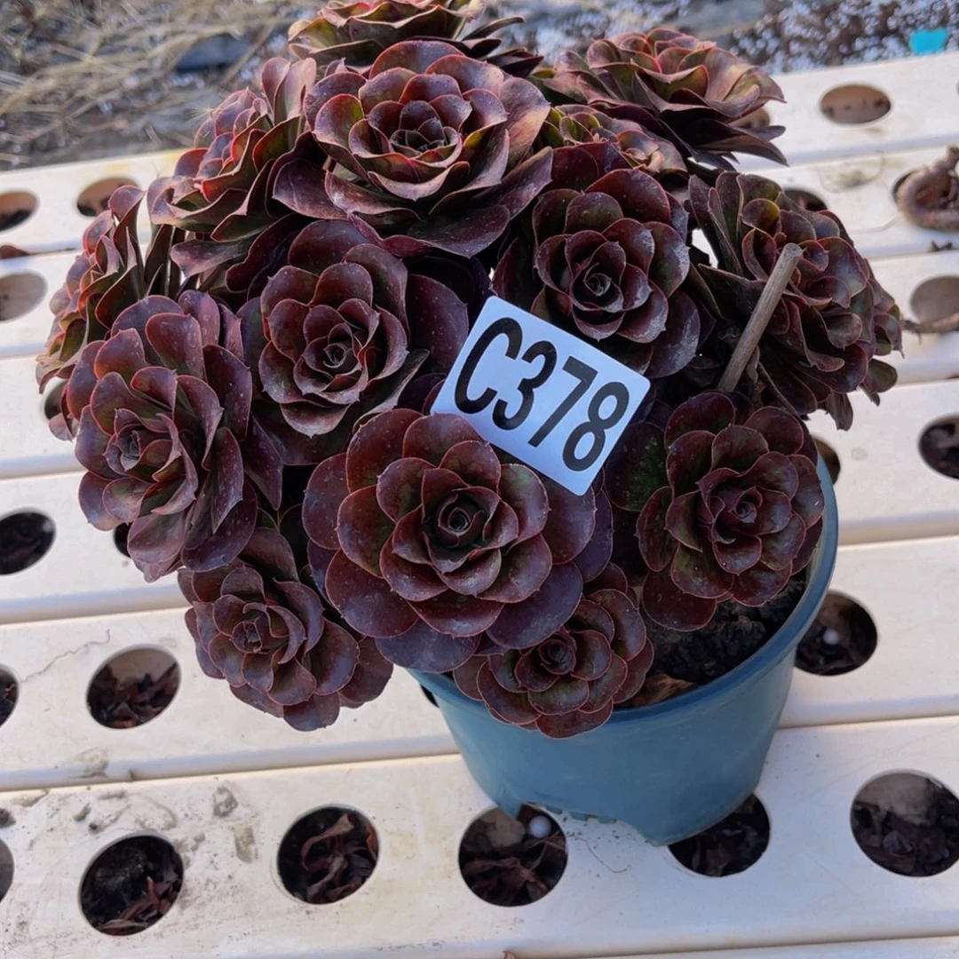 魅金法师7-1包邮法师