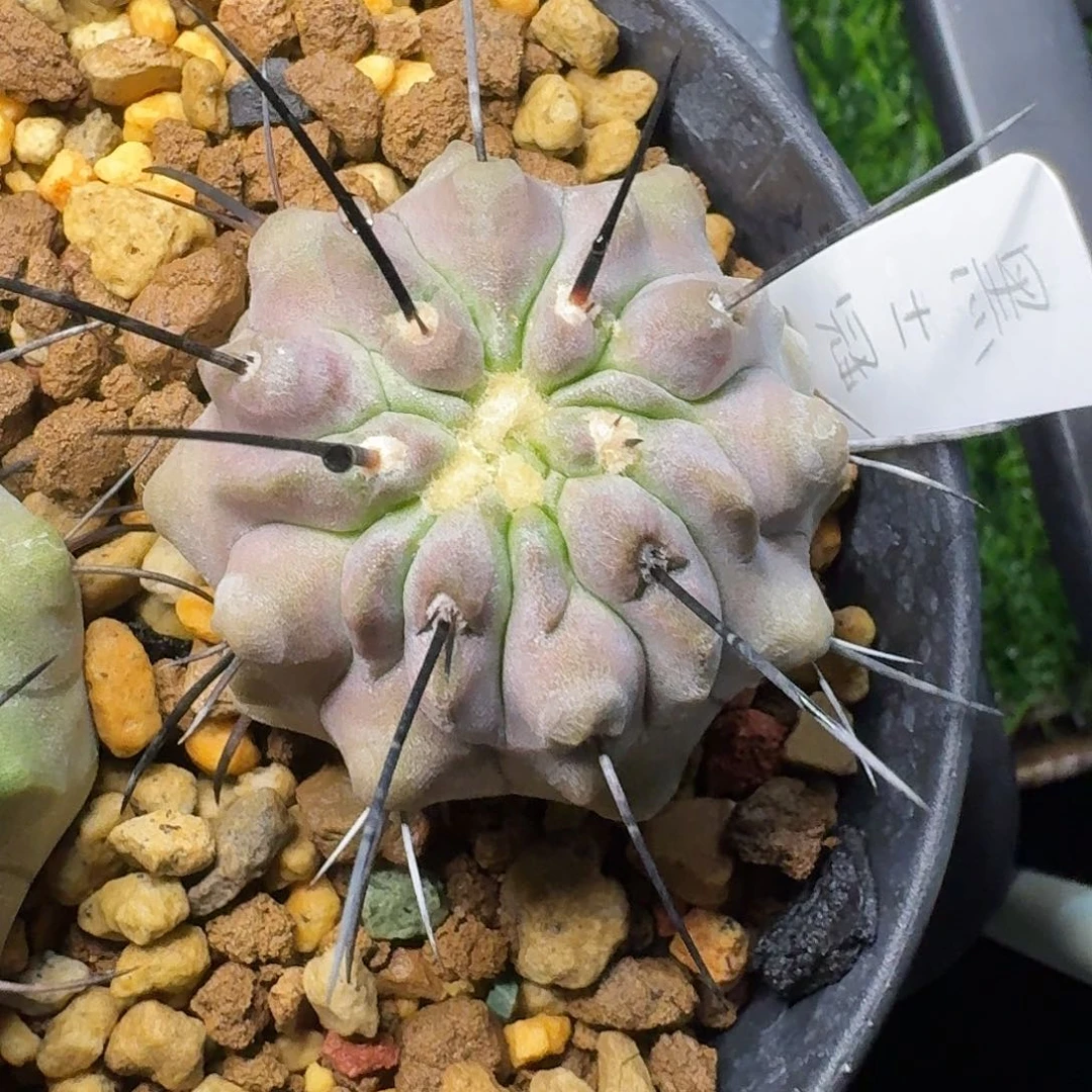 直播间，桃子姐姐，专拍，