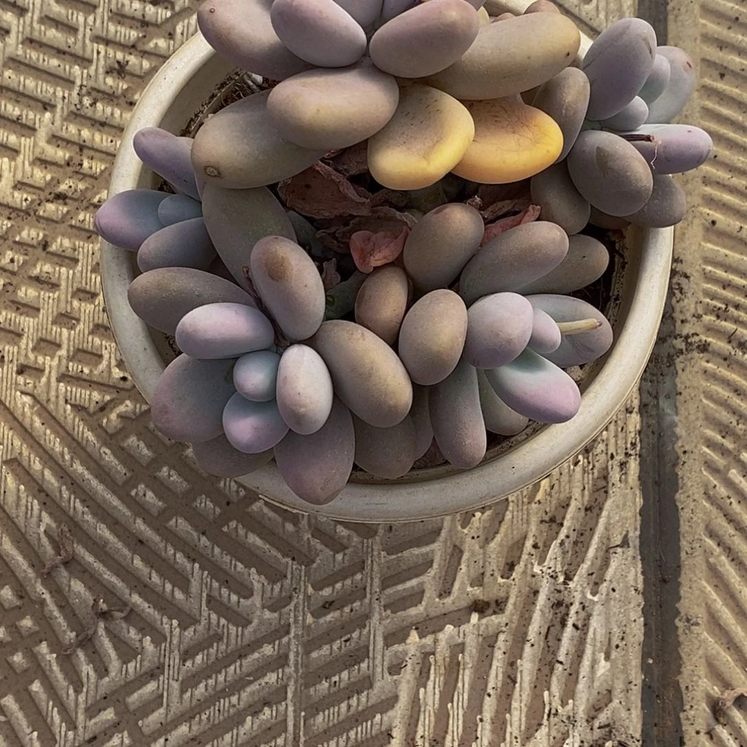 恬*玉多肉植物一物一拍
