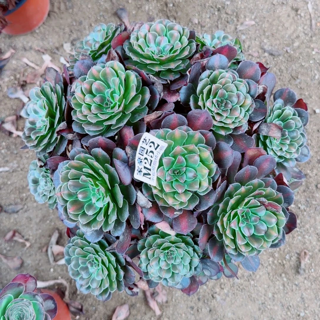 黑同湖发师252冠幅38