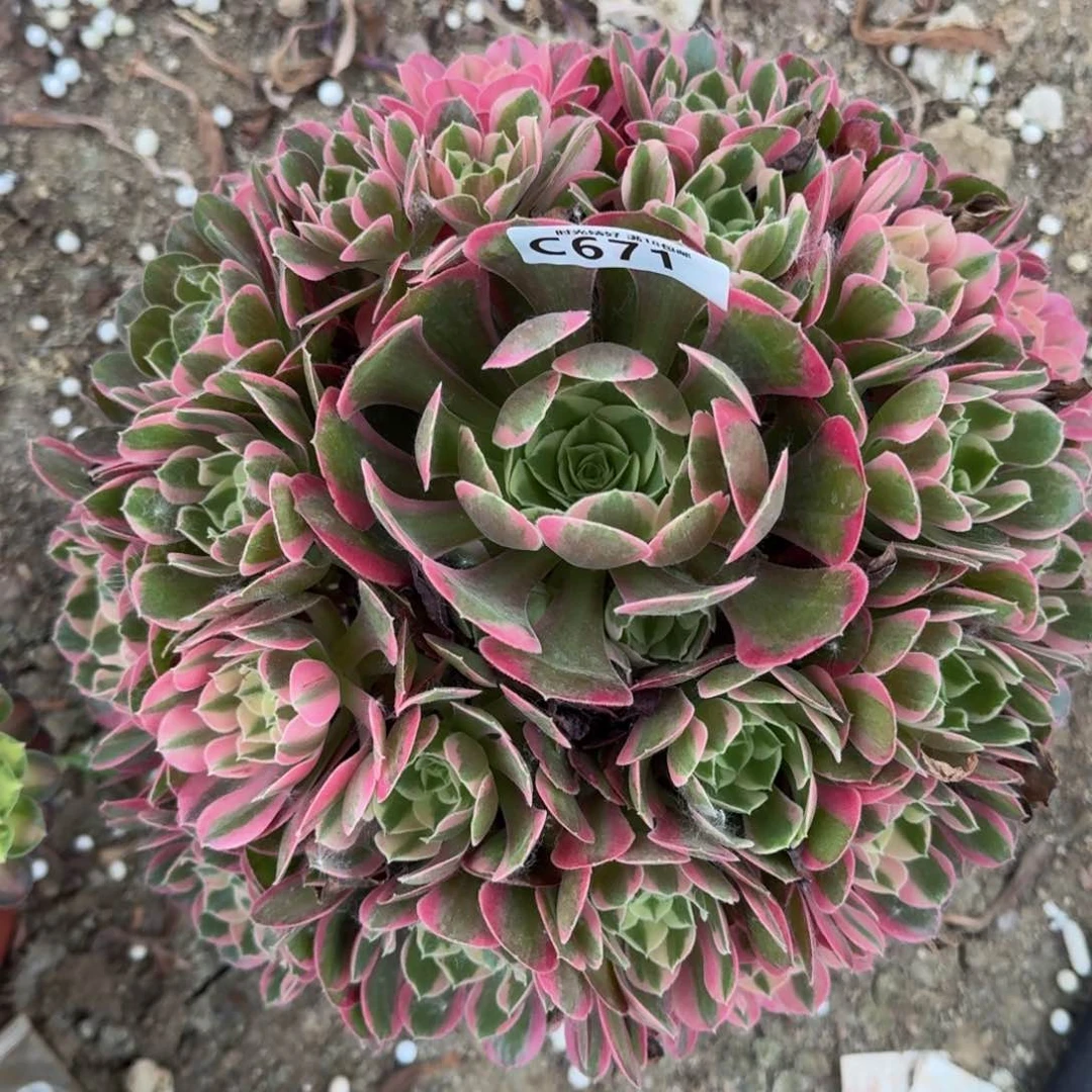 671妖月多肉植物