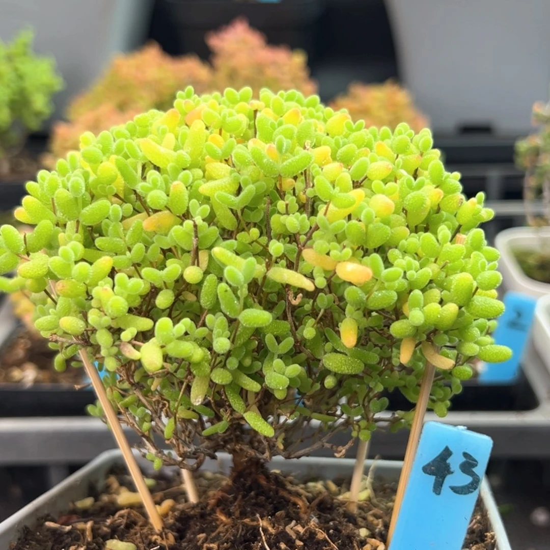 蜜橘糖球蘑菇头43号