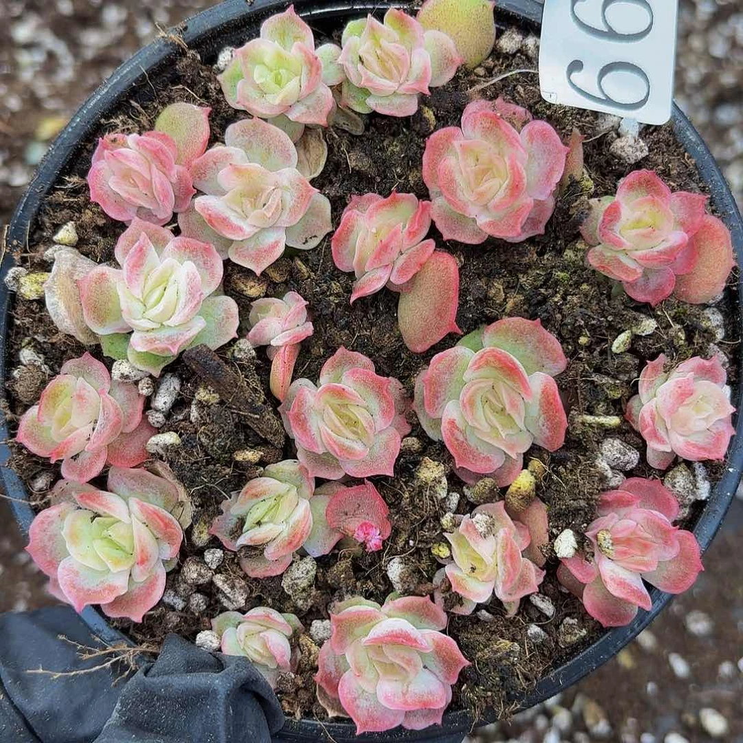 多肉植物多肉植物661