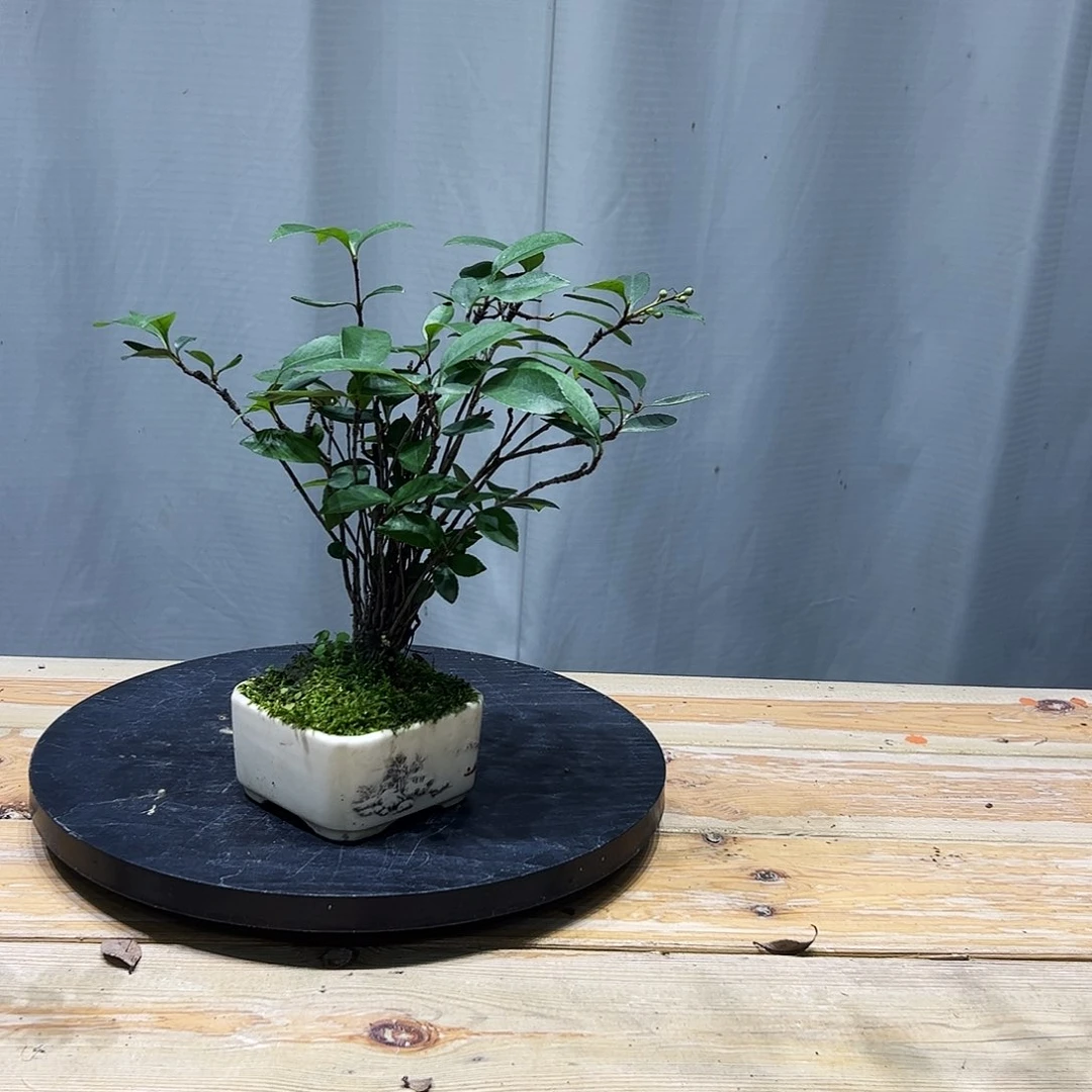 丛林老桩海岛春花