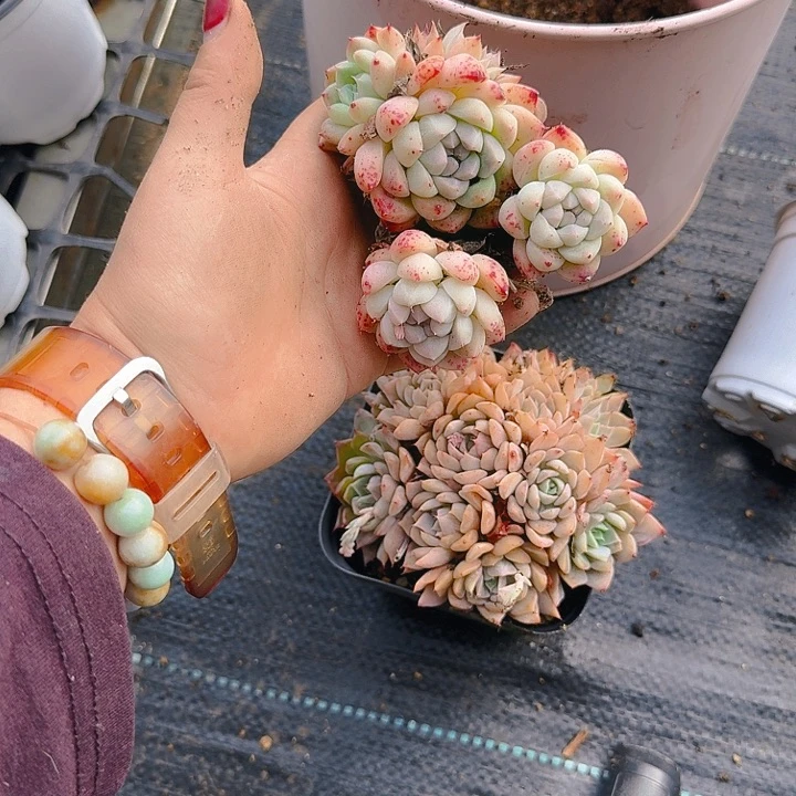 千**丝多肉植物一物一拍