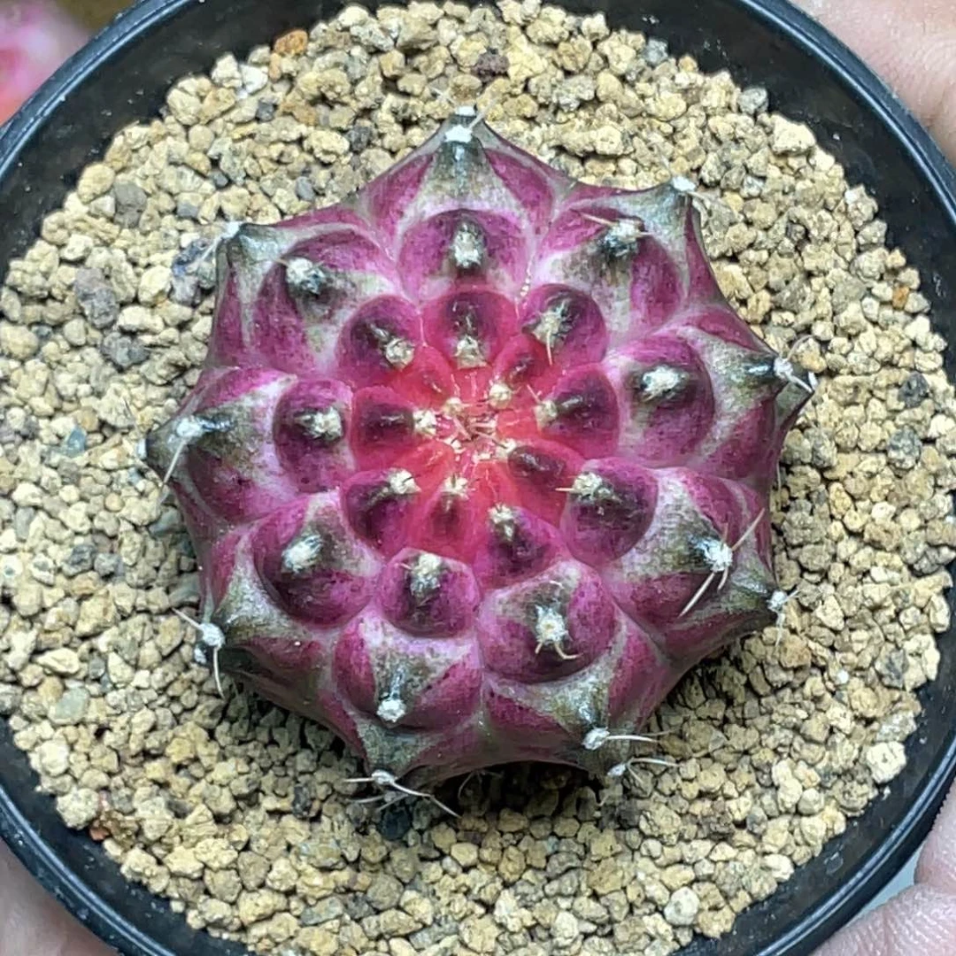 当前无花朵，栽培后可花朵紫粉大V背轮回