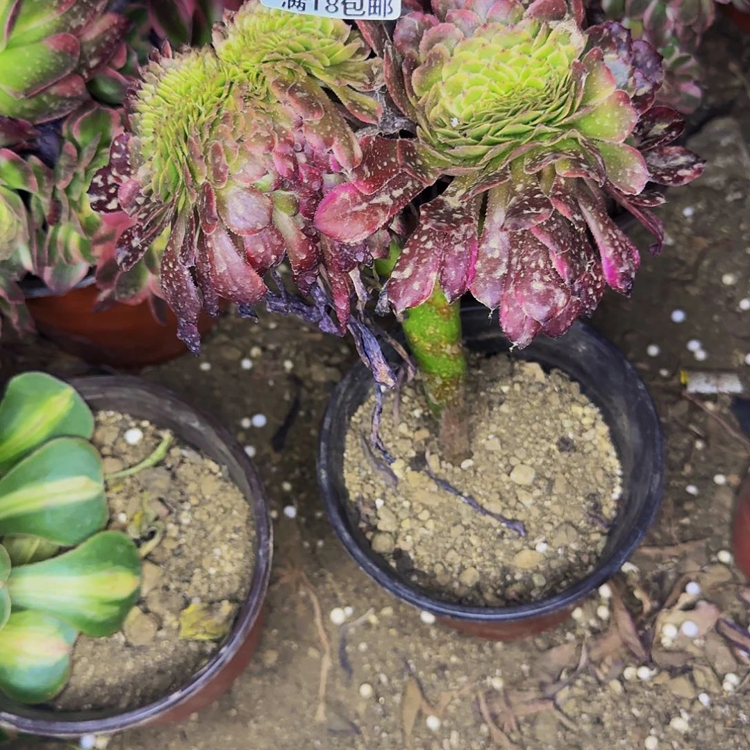 136 舞天姬缀化多肉法师的