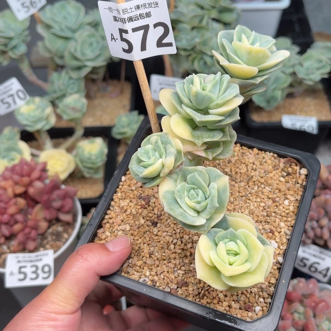 可爱玫瑰锦多肉多