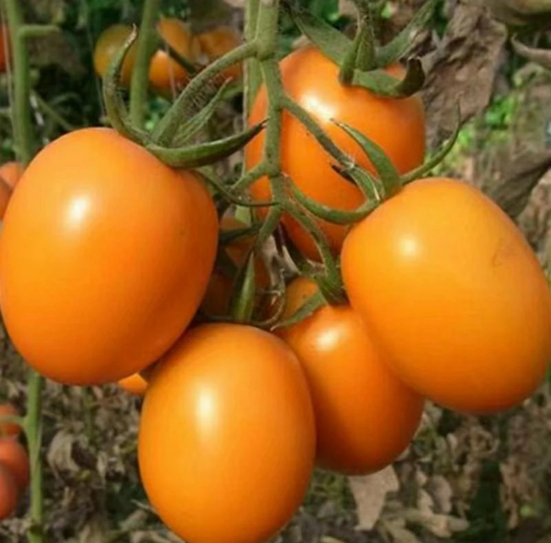 东北黄罗曼柿子圆通快递