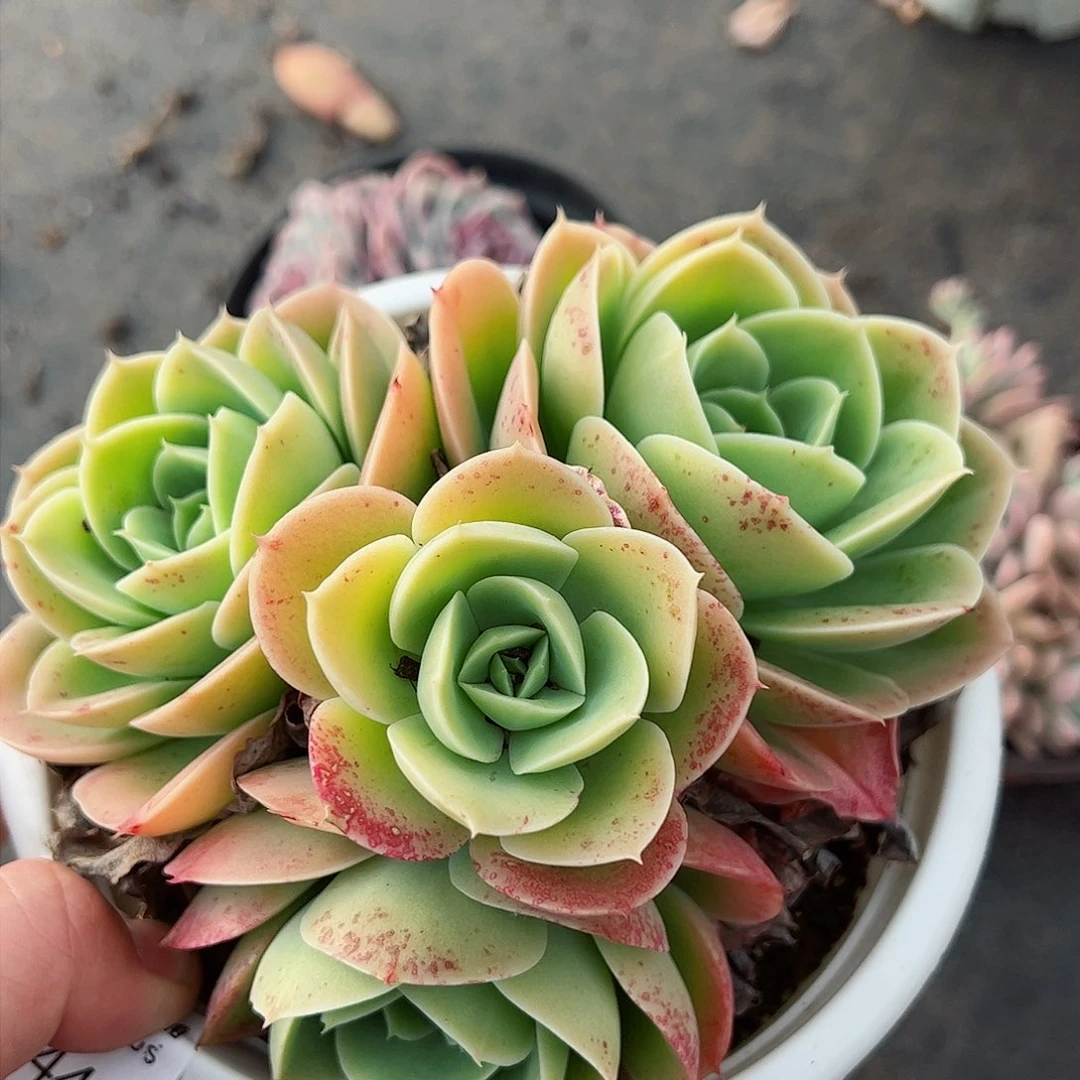 星娜塔四头起大盆