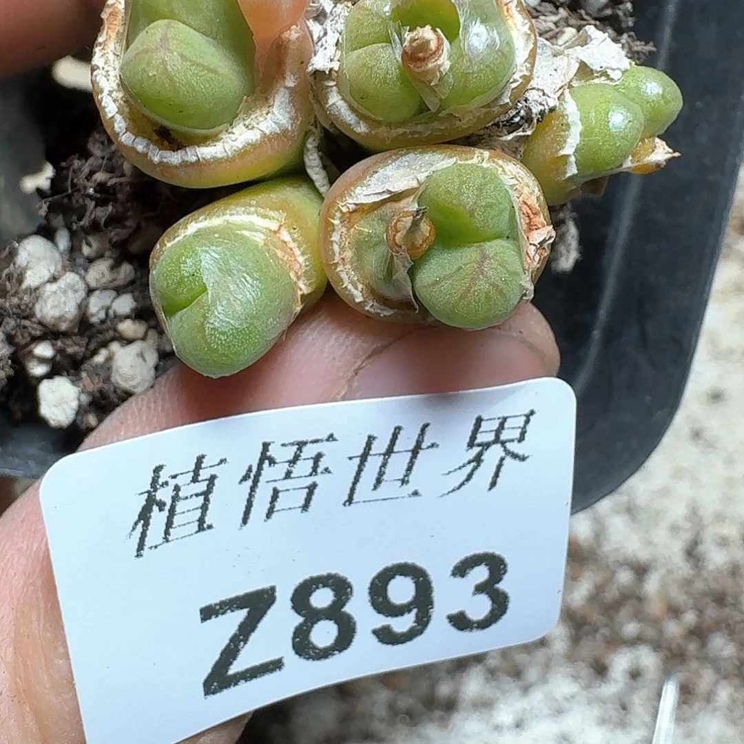 893号多肉植物哇dv