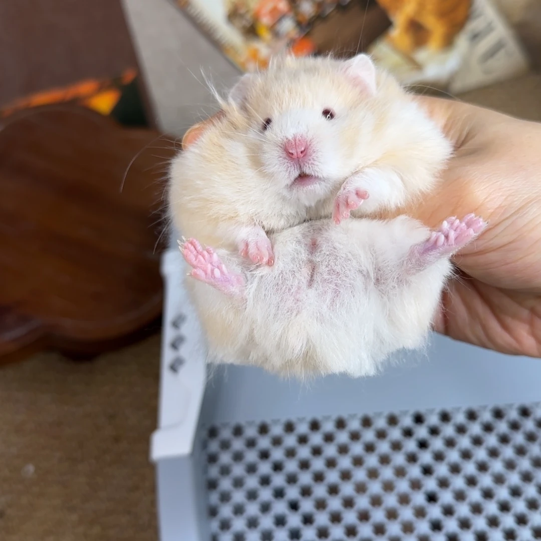 肉桂波妹妹8.08生日