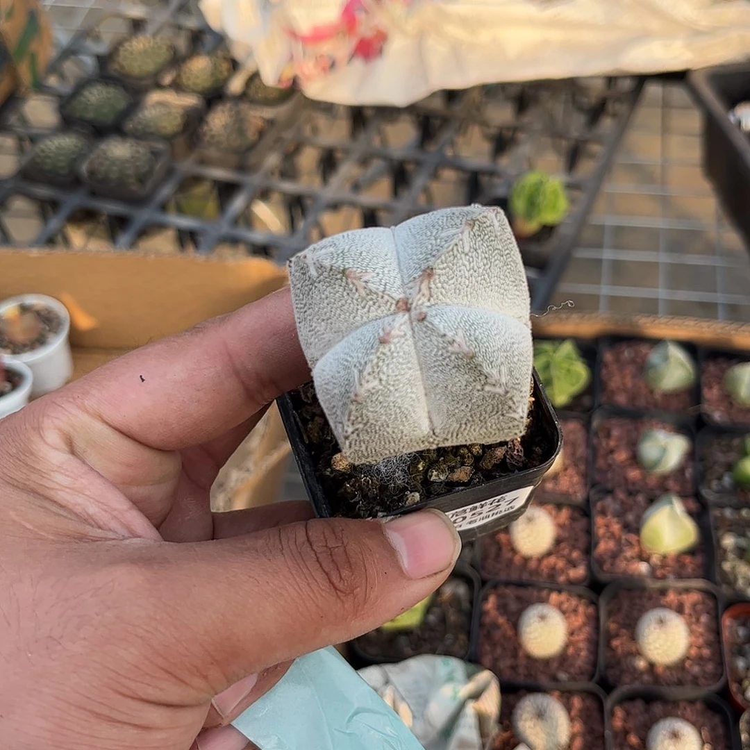 一***子110527一物一拍单头发