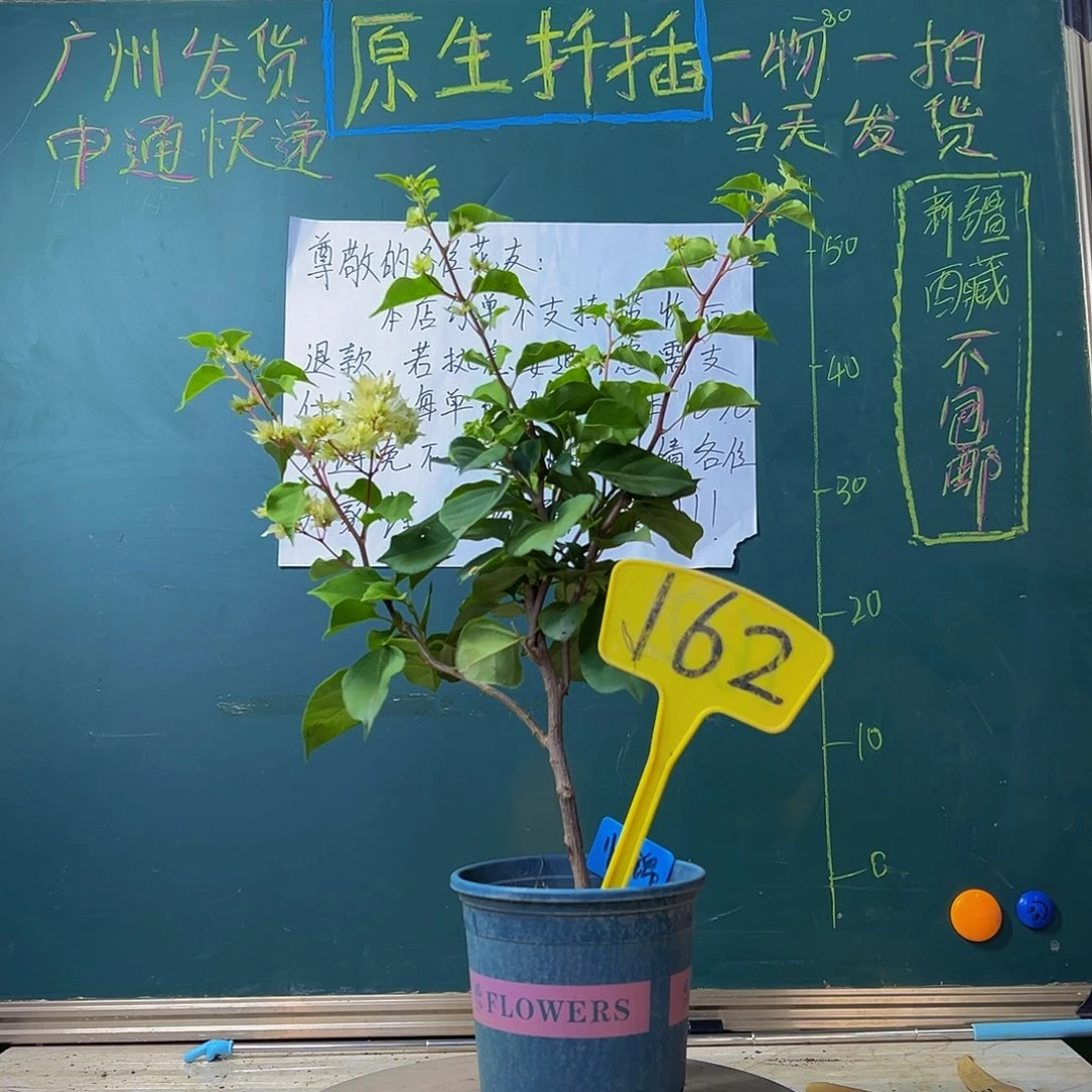 当前无花栽培后可以开花  怡锦  162