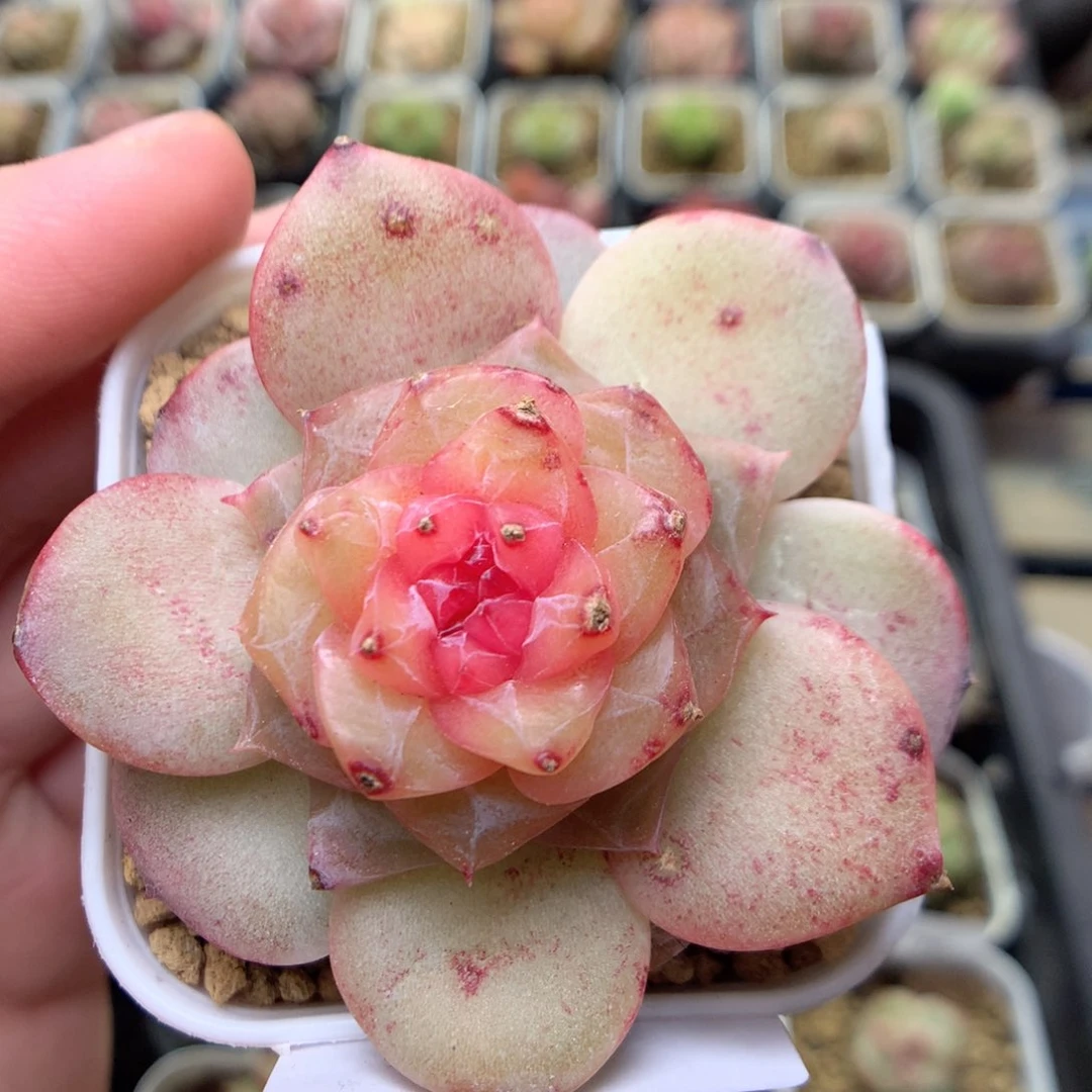 C41珍妮糖心优选y y y y y y