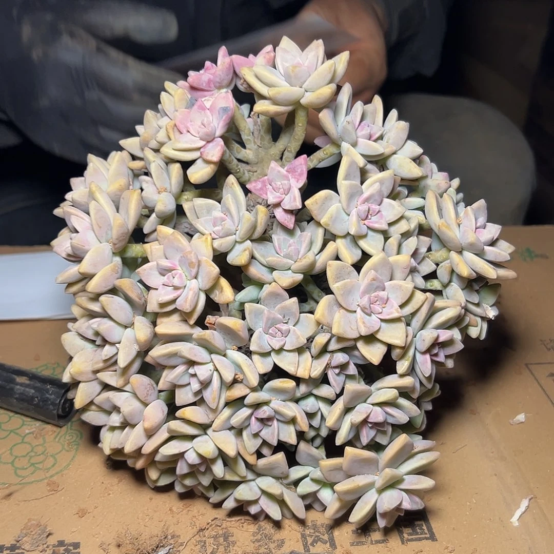 连***姓淡雪多肉一物一拍