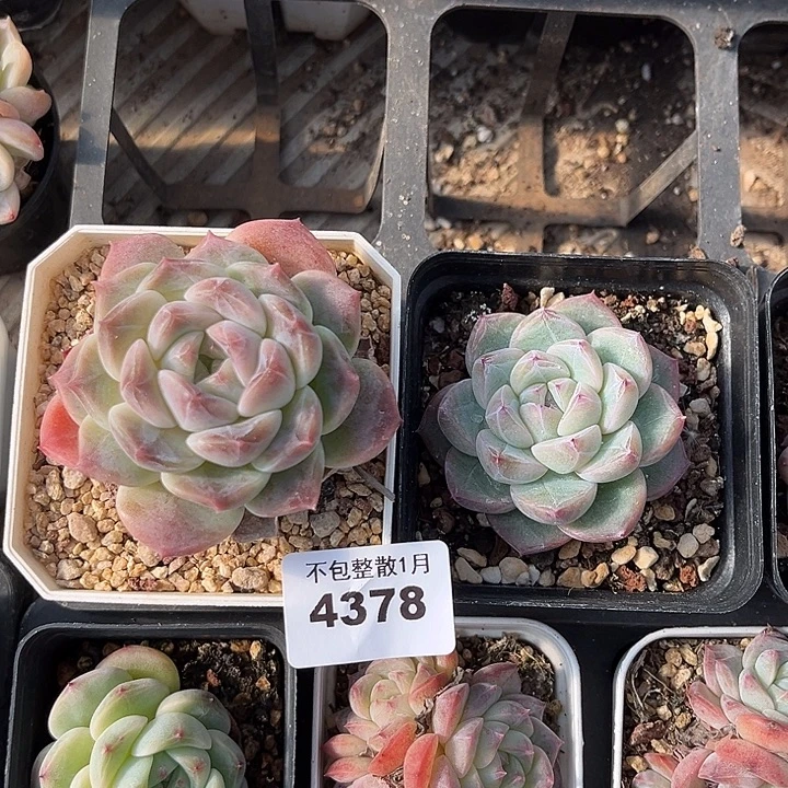 阿雅园艺。        4378两颗