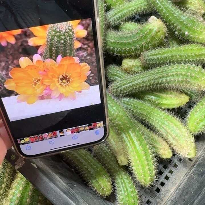 226白檀肯特日出无根侧牙小3个