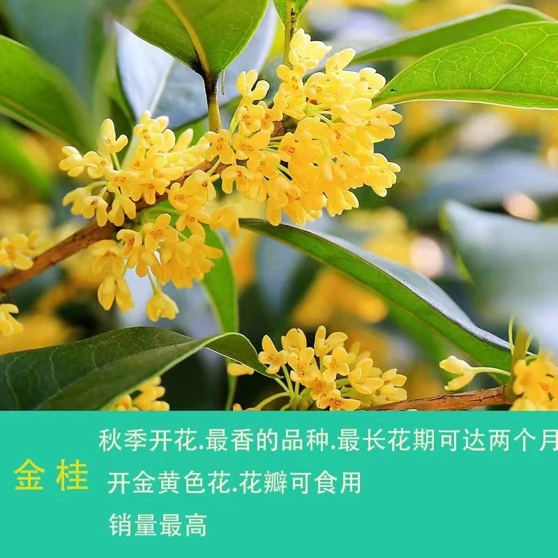 桂花e盆景地景 庭院花卉绿植盆栽地栽金桂丹桂四季桂一物一拍