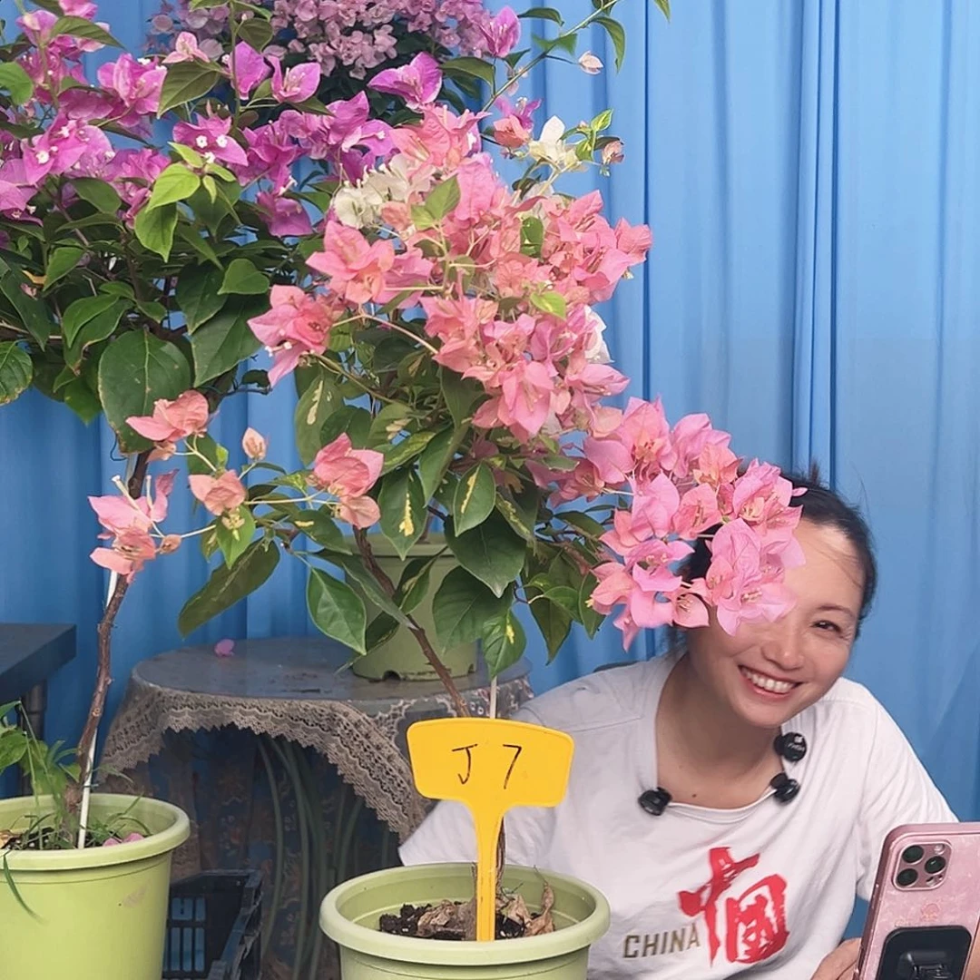 诗***熙大部分开放少量花苞J7橙白