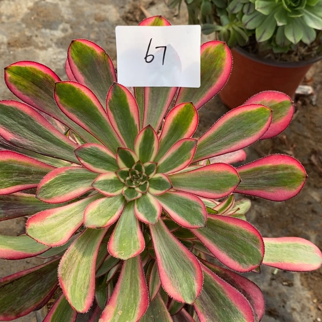 67香奈鹅多肉植物