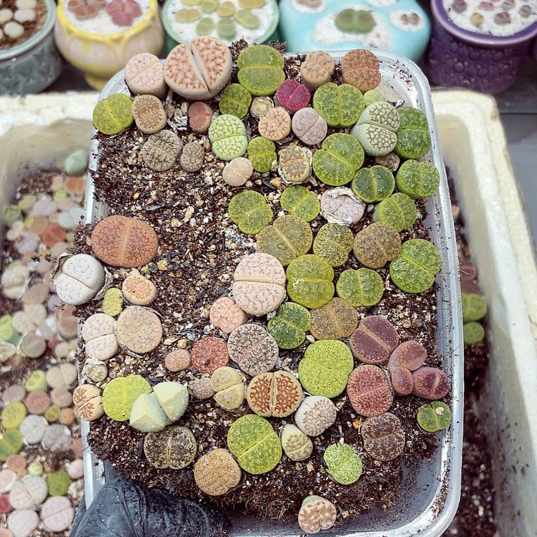 生石花18包邮0913-202