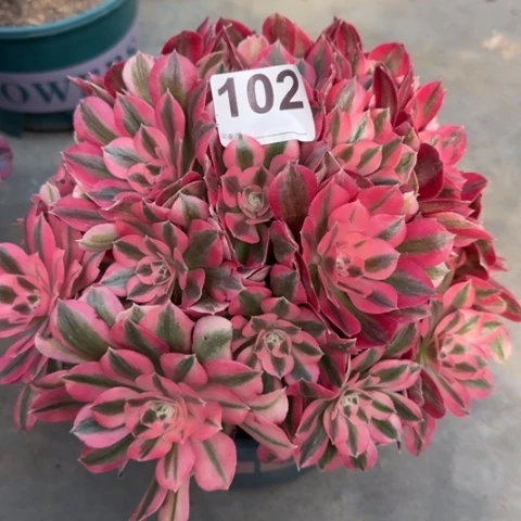 102女巫25厘米左右