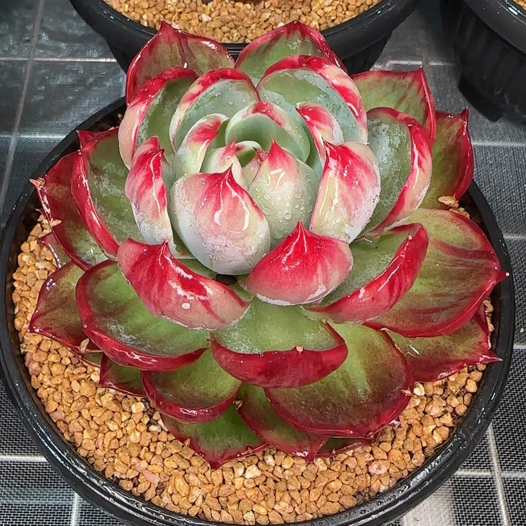 从前慢花园精选惊鸿仙子