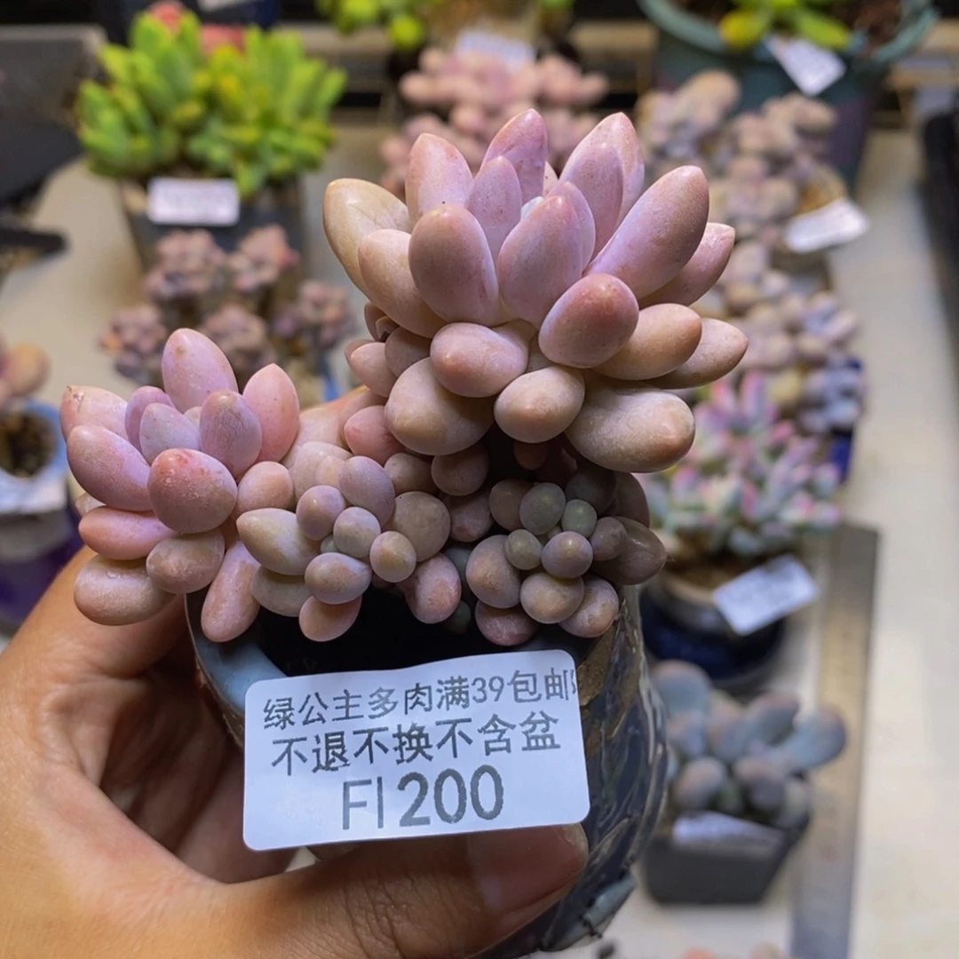 200汤圆树多肉7cm