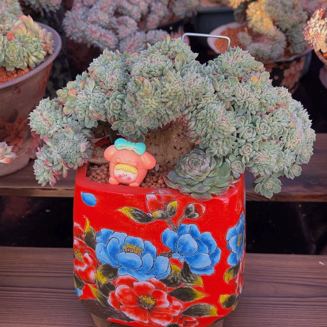 一***鱼黄粉心冰魄缀会员扣费1500