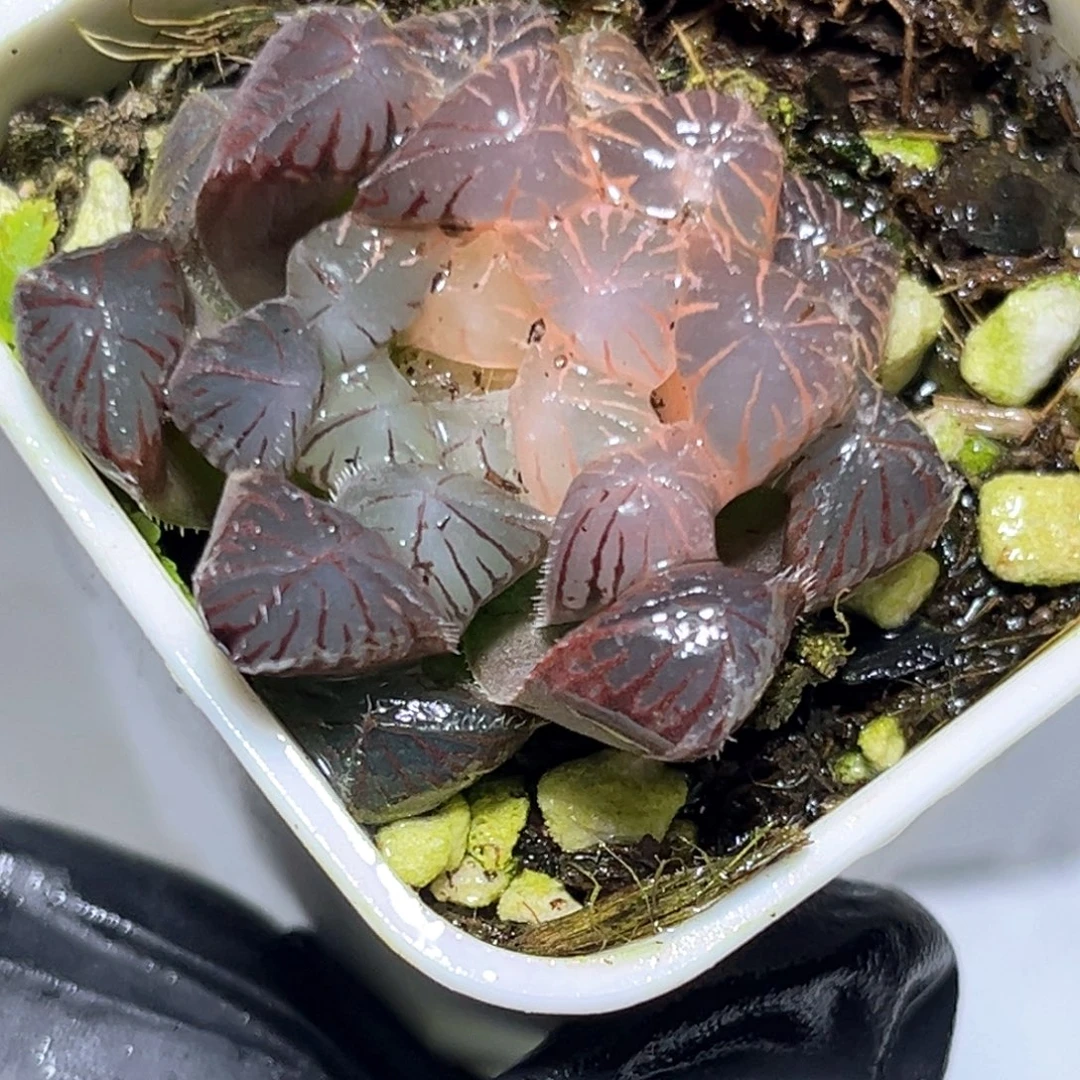 恭喜发财大吉大利0960