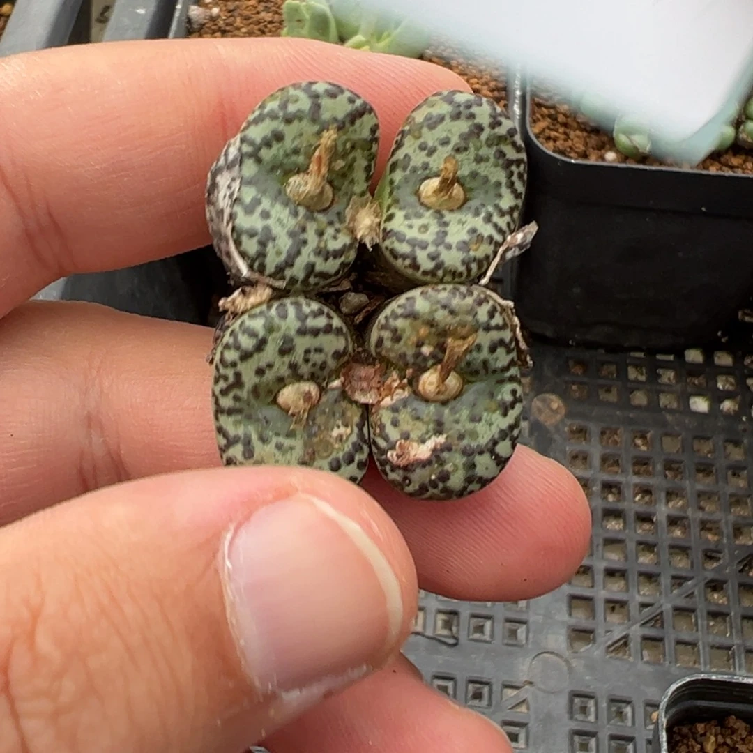 23-229肉锥多肉植物大战