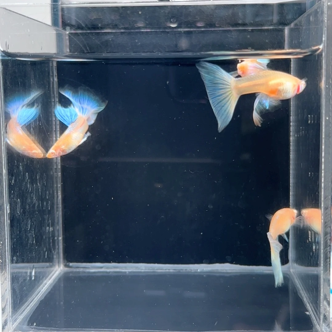 孔雀鱼看不粗体赛线两对