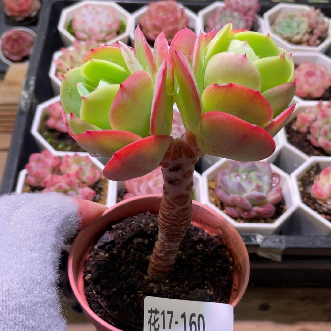 花利美17-160桃花石