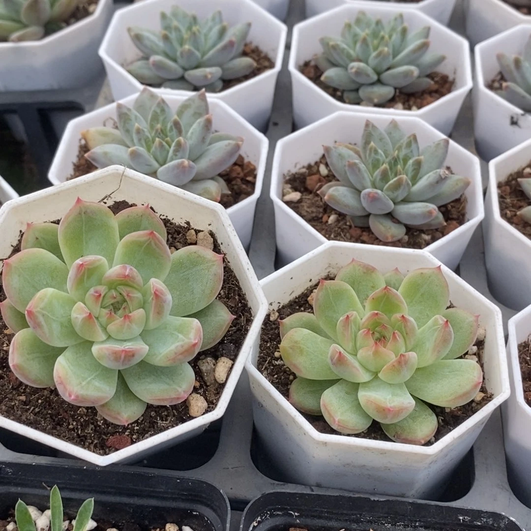 雪花珍妮一颗量拍多肉满20元包邮满26送一颗