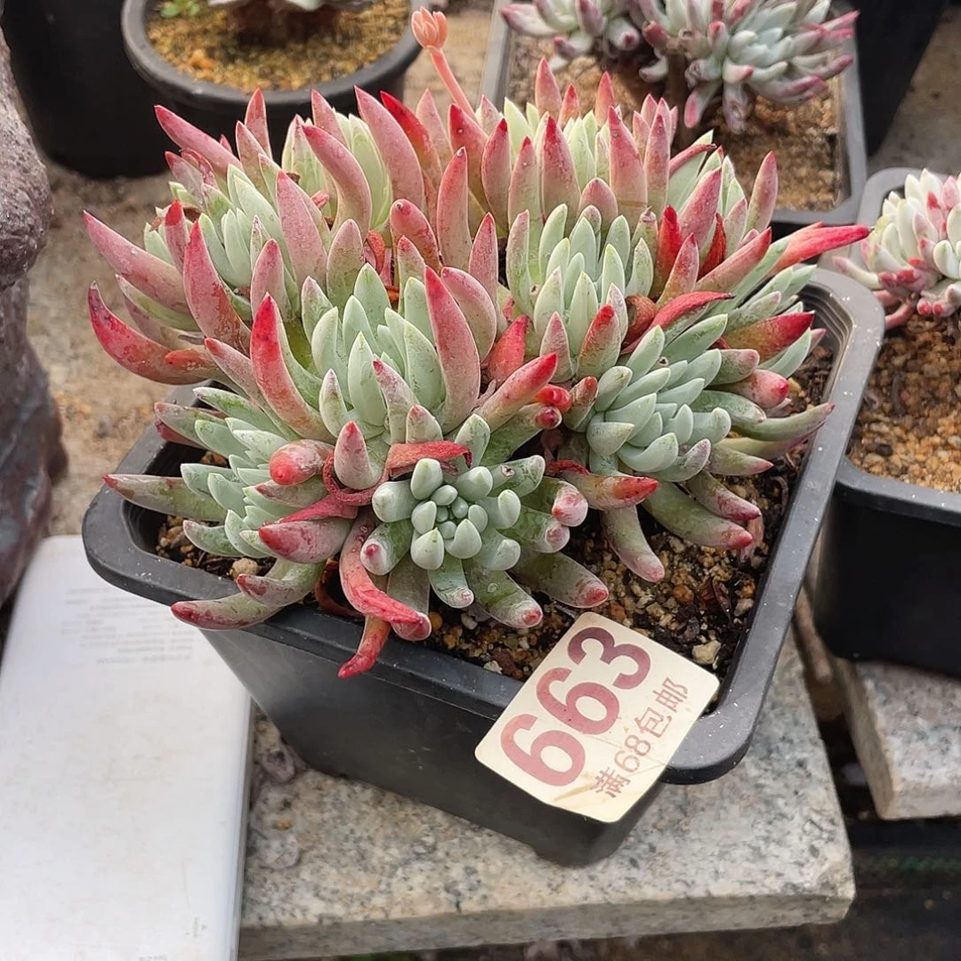 晨溪园艺仙女杯呀