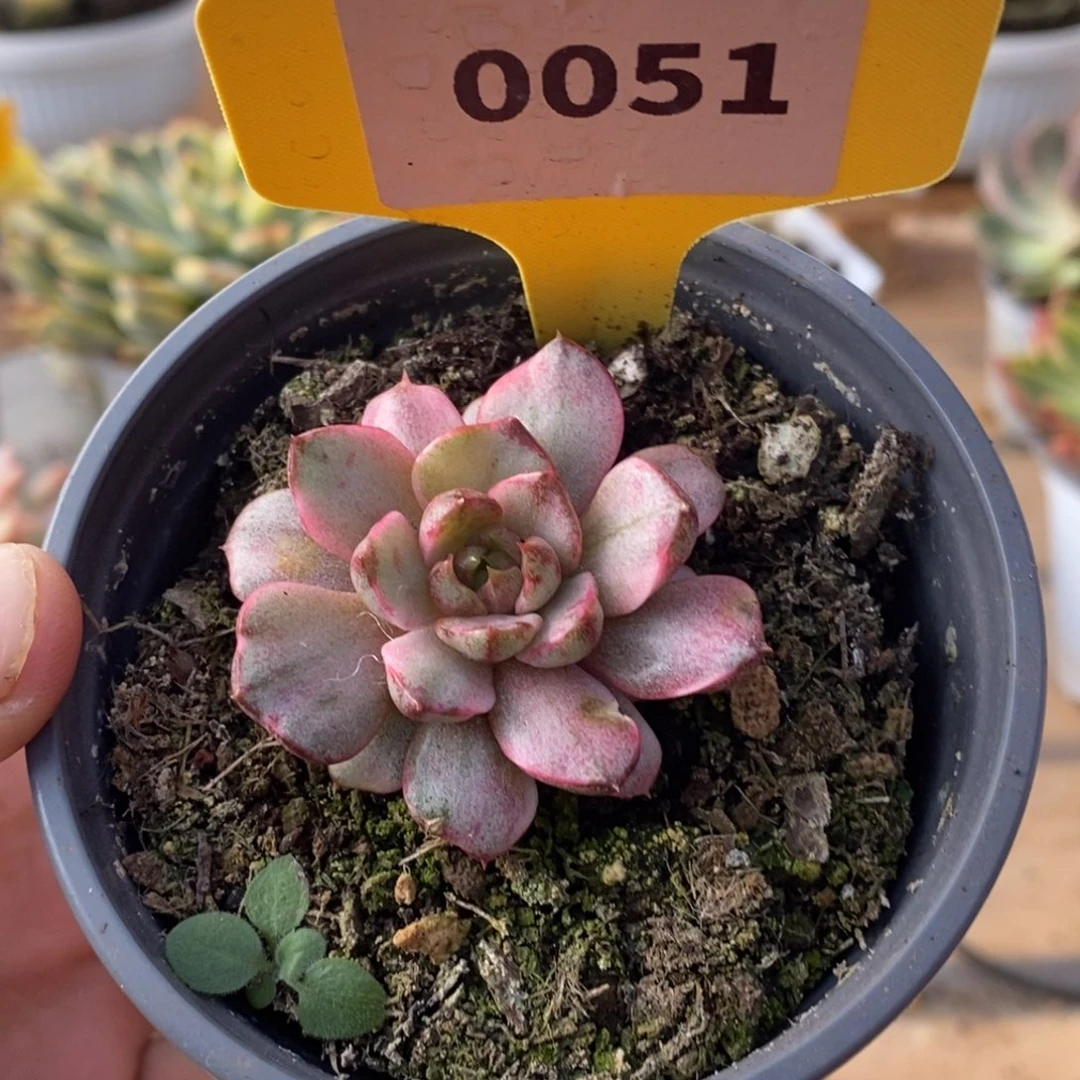 0051血燕哈哈哈哈