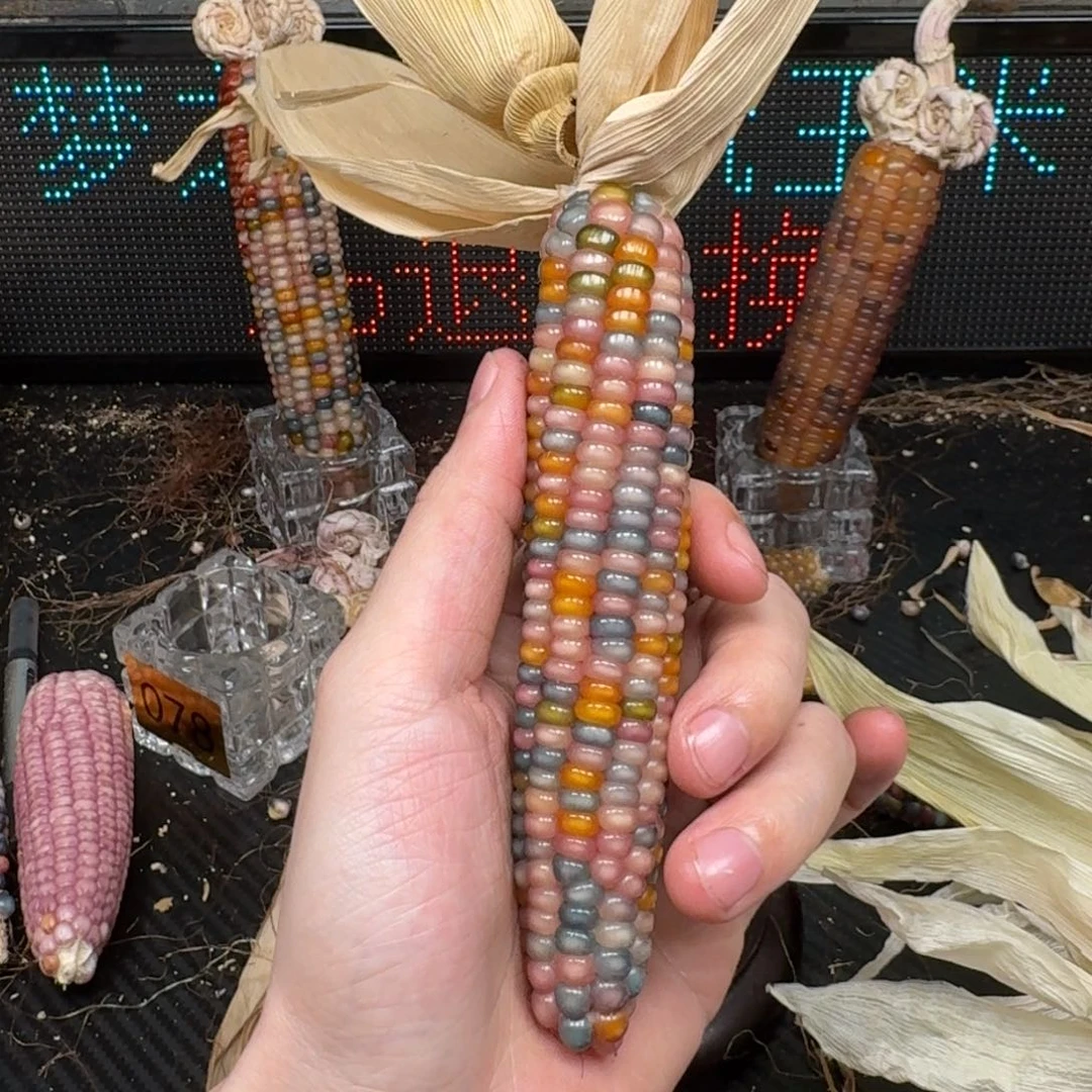 柏香籽/百香籽吊坠@****@