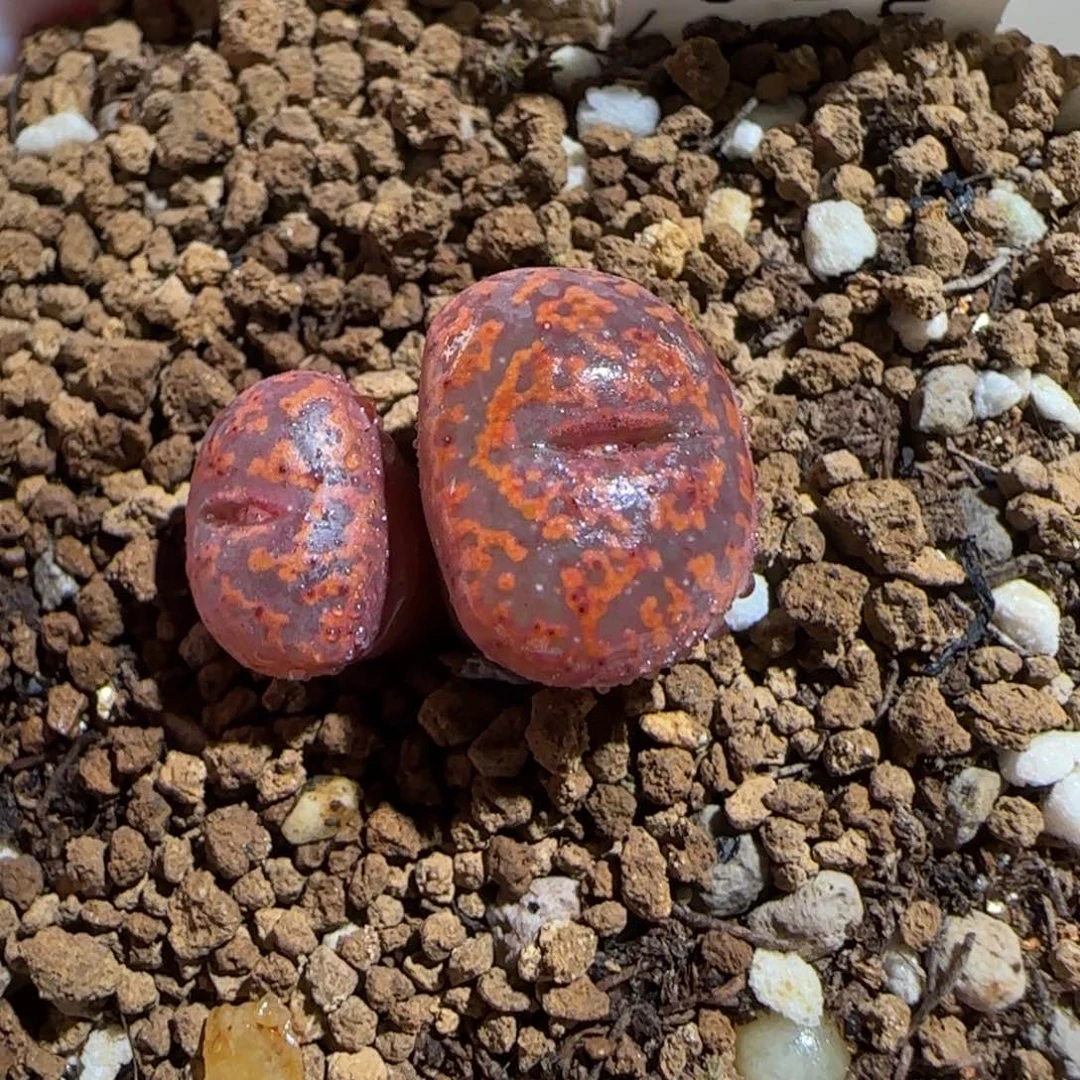 肉锥多肉植物百科-ap正红色酒红勋章948