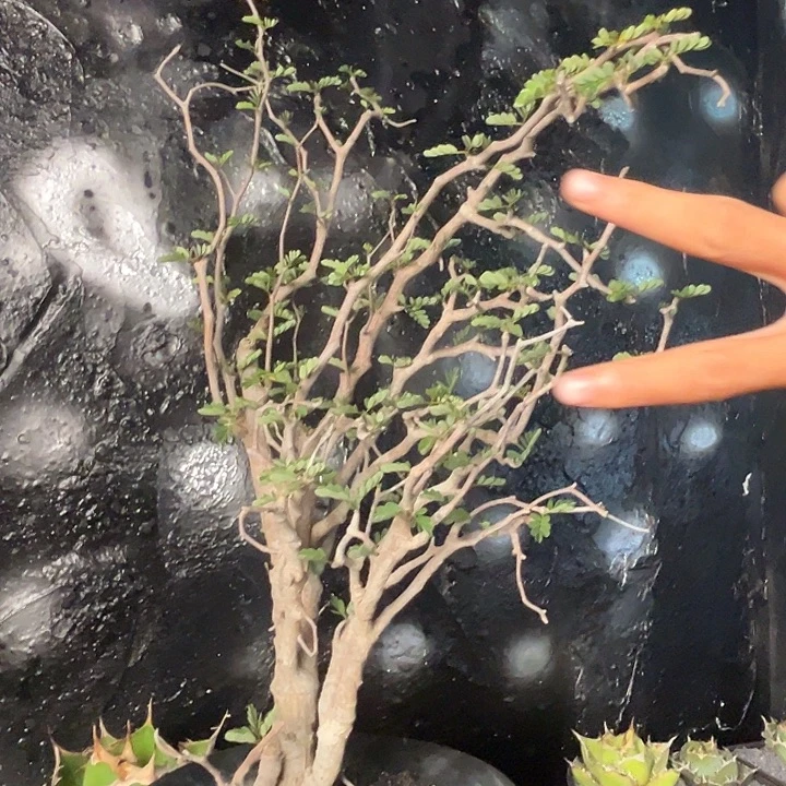 无花朵沙漠苏木11112