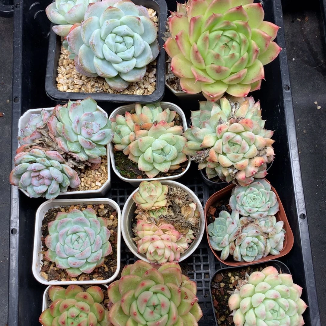 1111-130 套餐一组