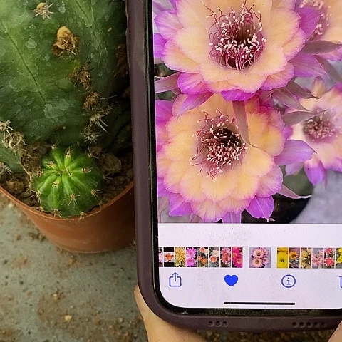极光丽花仙人球。2589900