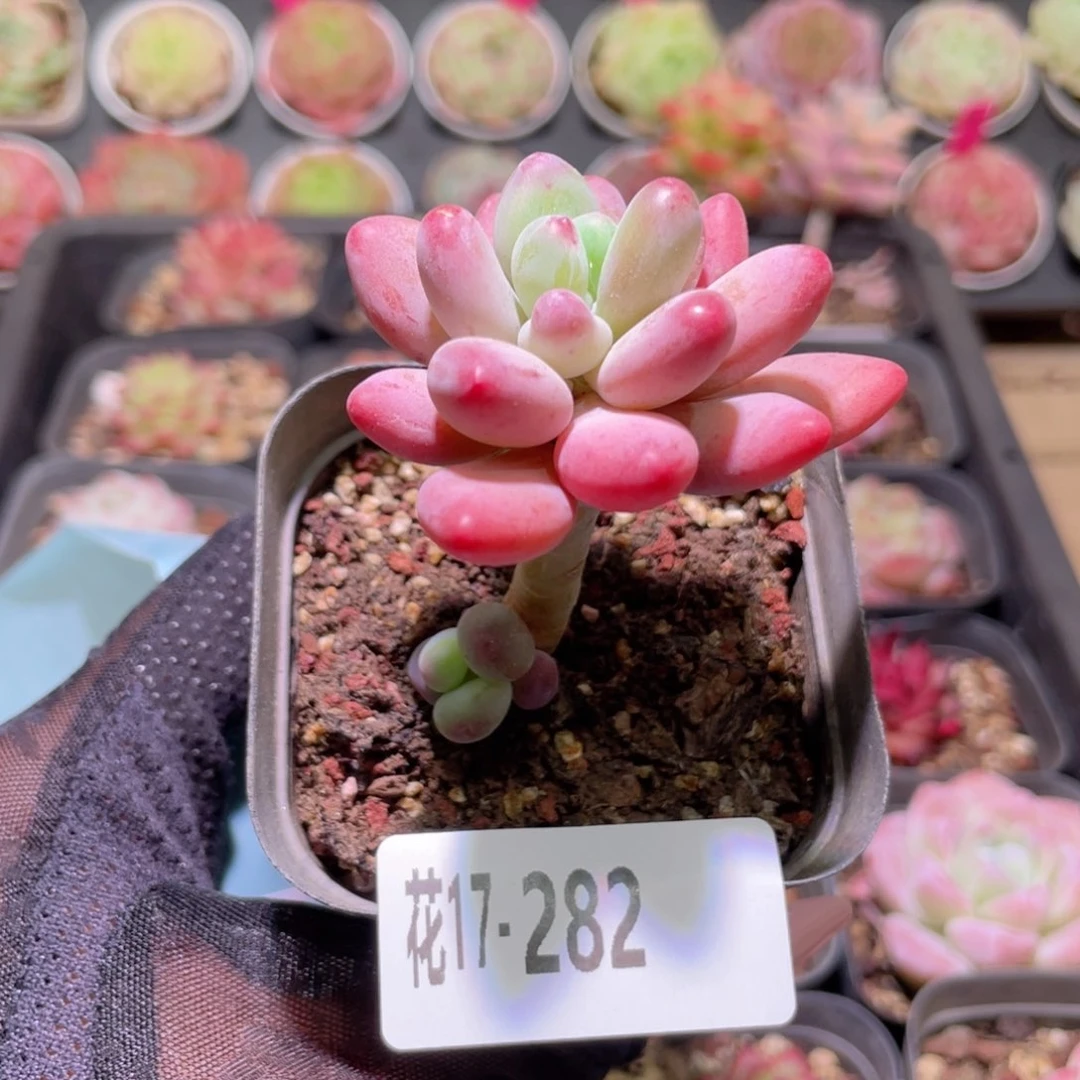 花利美17-282苹果奶