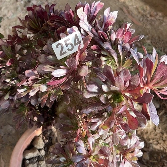 呲****多肉植物一个黑法