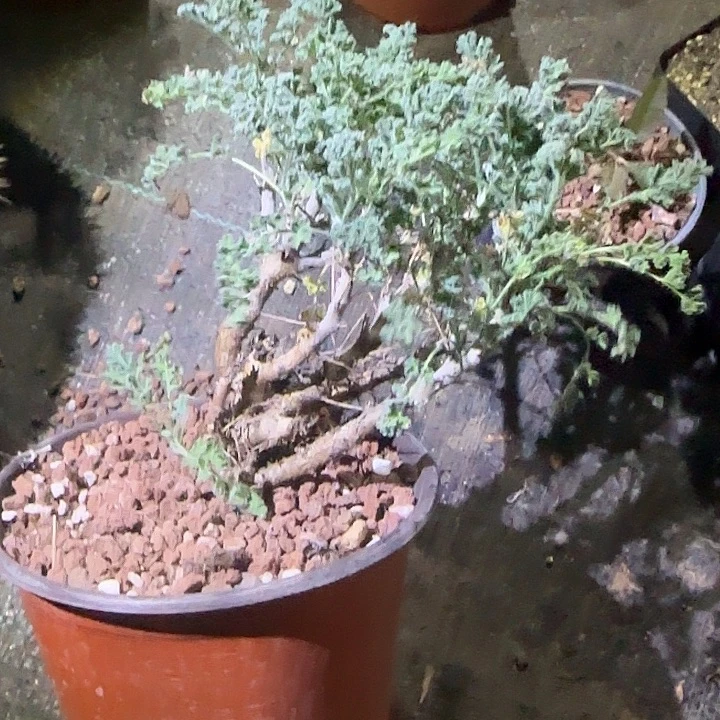 沙漠杨魁多肉植物多肉植物