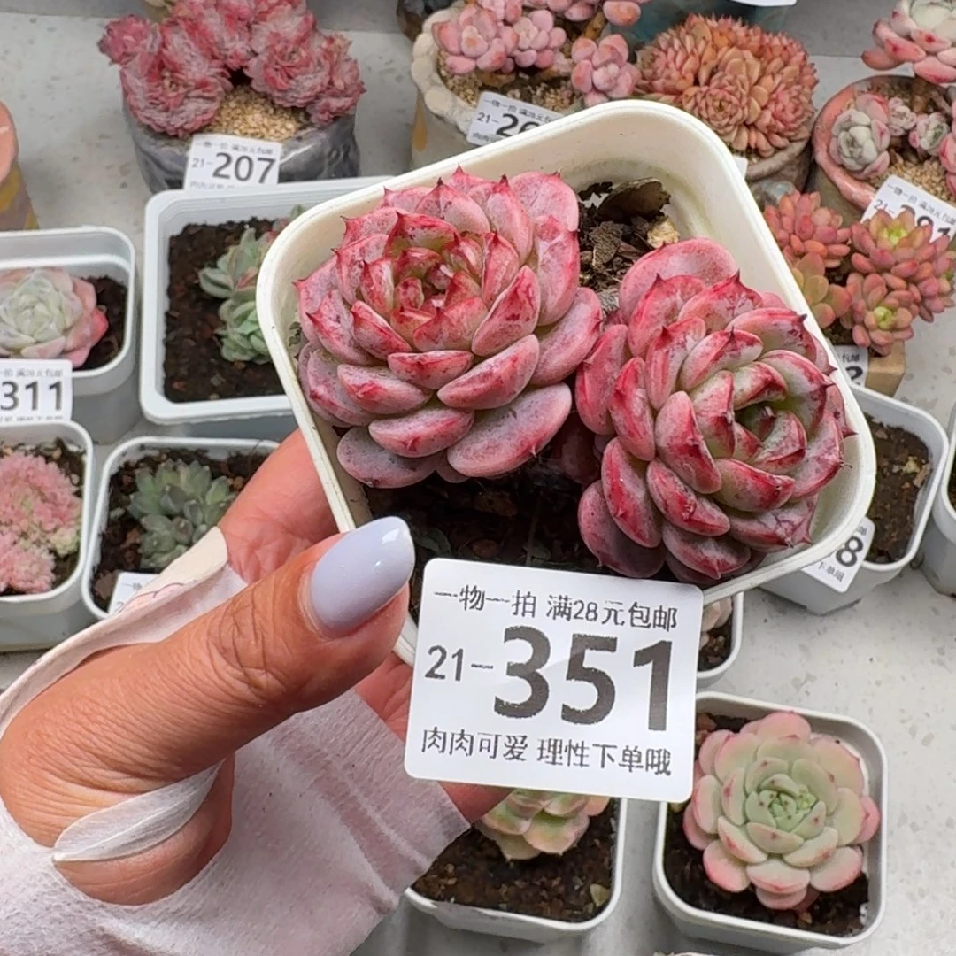 天鹅绒无盆土发货无