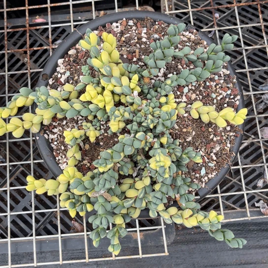 新疆西藏内蒙不包邮，鹿角海棠锦
