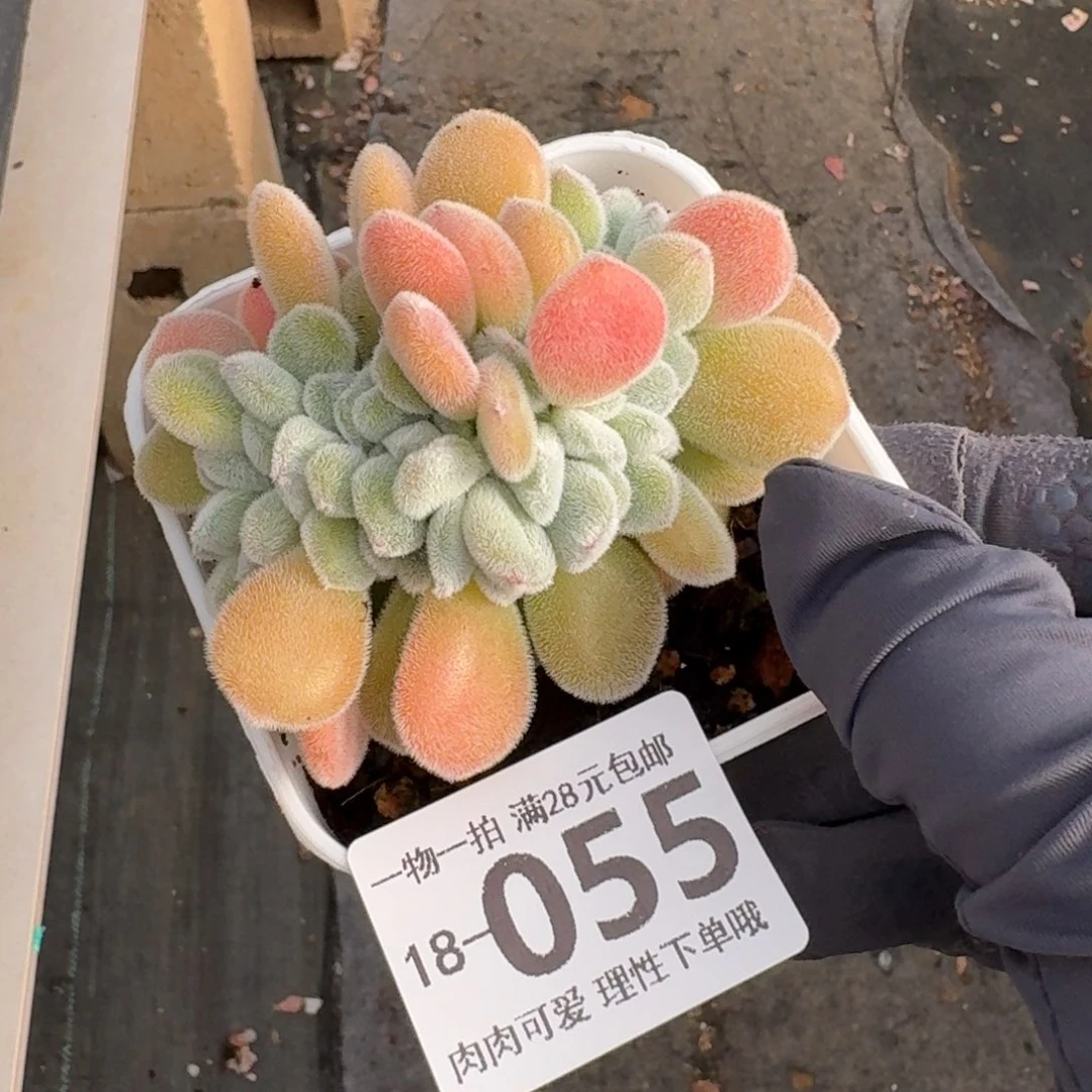 雪晃星缀无盆土发货